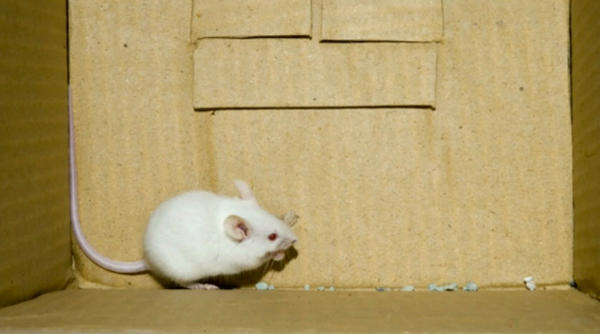 mice in cages can develop aggressive behaviors