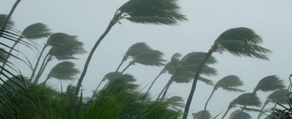 picture of trees in a huricane