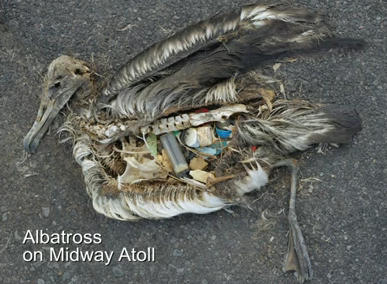 un corps d'oiseau, le ventre rempli d'objets en plastique