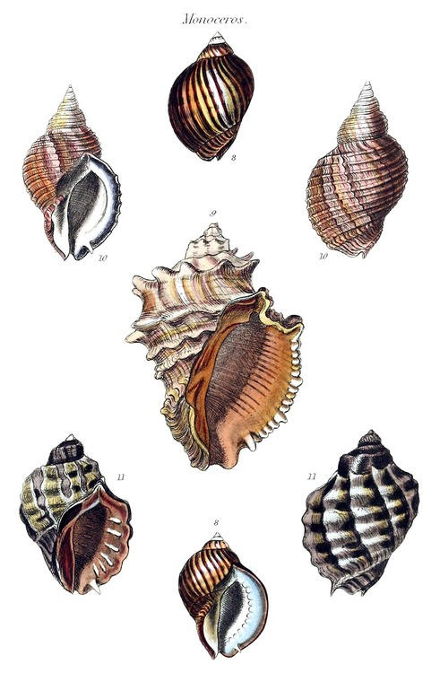 drawings of some sea shells