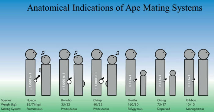 graph showing the differences between sexuality in the great apes
