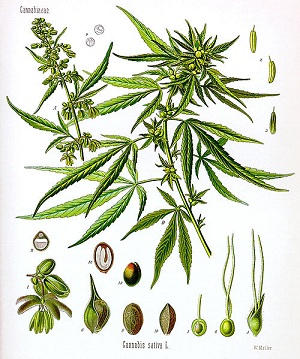 dessins de Koehler de la plante Cannabis Sativa