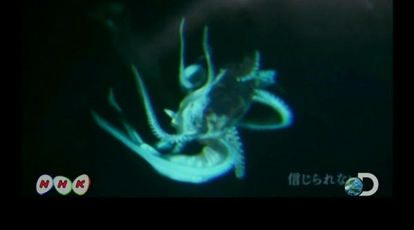 one of the first pictures of the "giant" squid