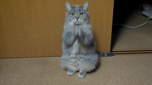 animated gif of a cat, caption "what the fuck are you doing"