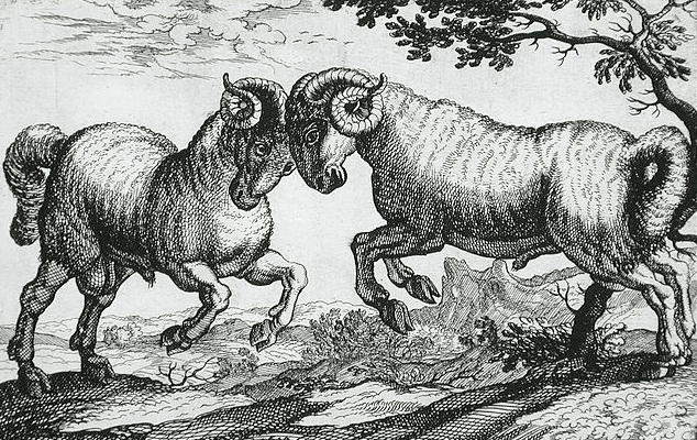 2 béliers se battent, gravure Hollandaise de 1610, domaine public