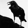 hitchcock's crow
